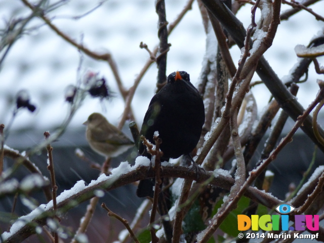 FZ011015 Blackbird (Turdus merula) on snow covered branch